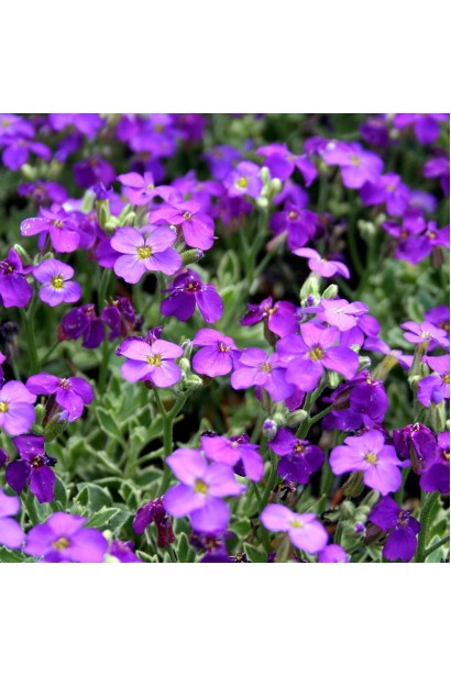 Aubrieta hybrida Purple Cascade